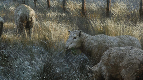 Sheep-Detail